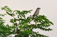 Lausitz Science Park